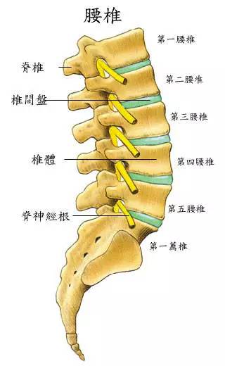 锥体上滚的实际应用_椎体上滚在生活中的运用_椎体上滚生活应用