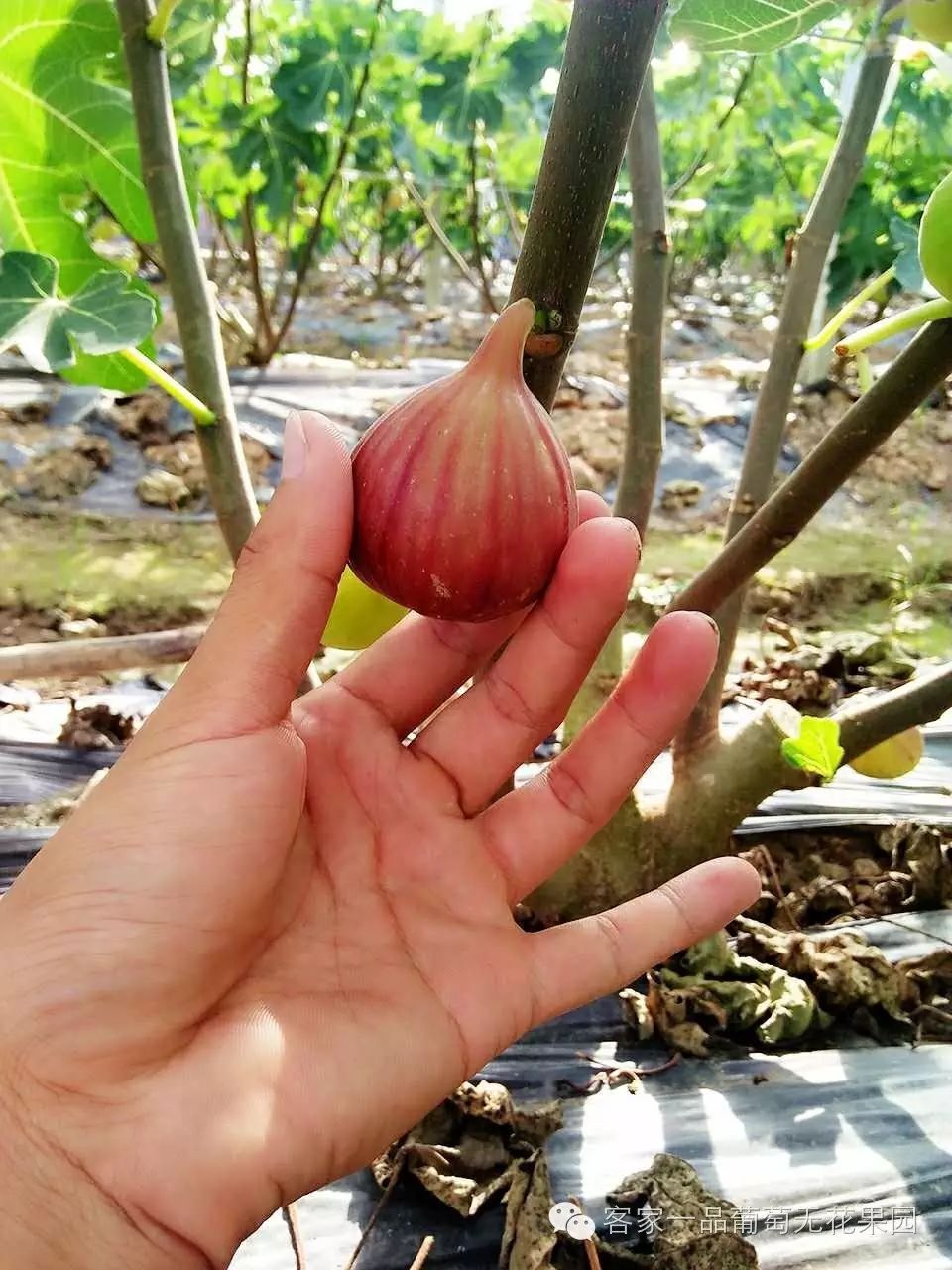 无花果病虫_无花果病虫害识别与防治_无花果病虫害识别图片