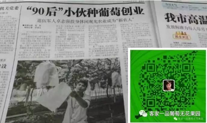 无花果病虫害识别图片_无花果病虫害识别与防治_无花果病虫