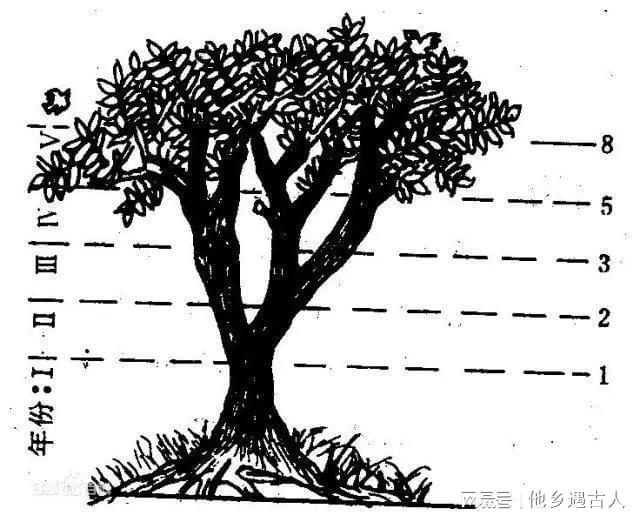 斐波那契数列生活应用_斐波那契数列生活中的例子_斐波那契数列应用于生活