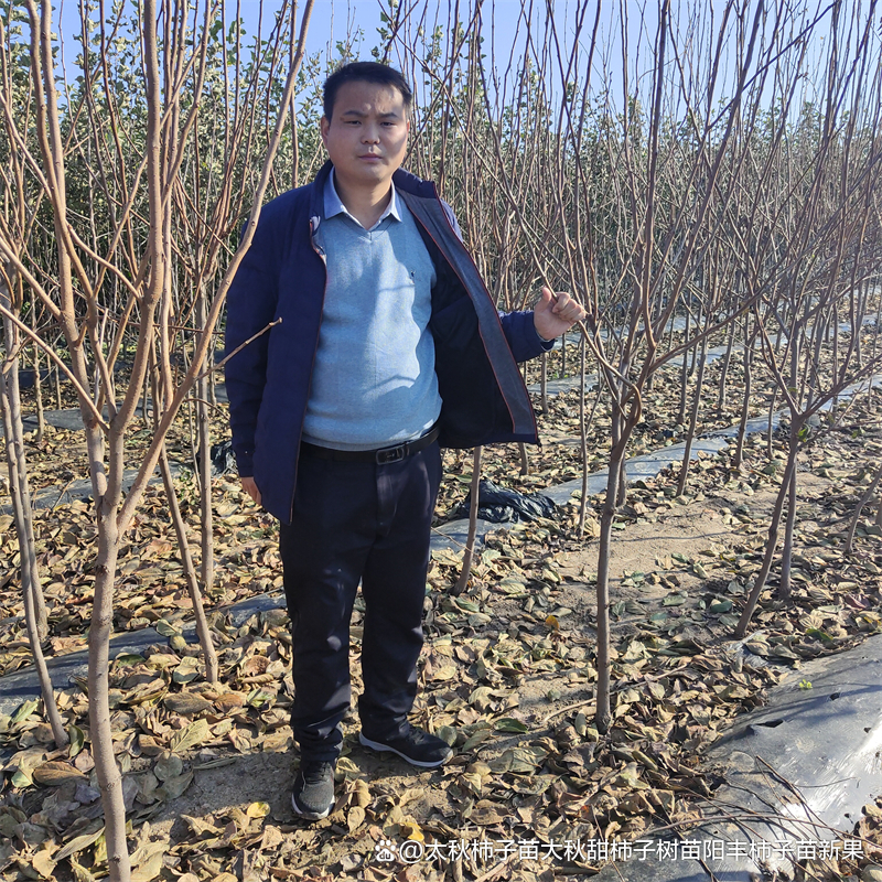 防治虫害无花果的药_无花果的虫害防治_无花果防虫技术