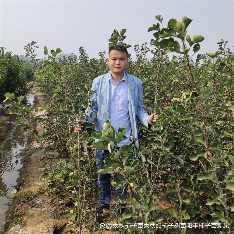 无花果的虫害防治_防治虫害无花果的药_无花果防虫技术