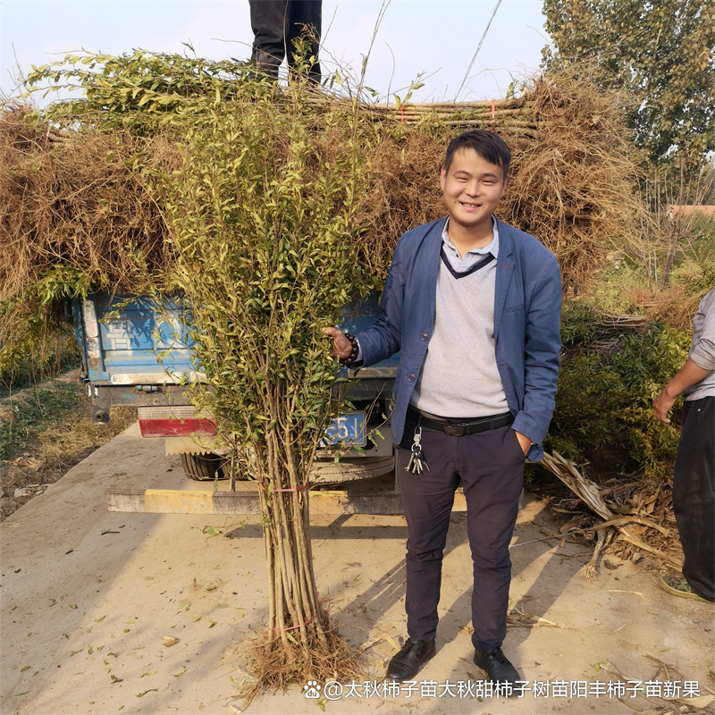 防治虫害无花果的药_无花果防虫技术_无花果的虫害防治