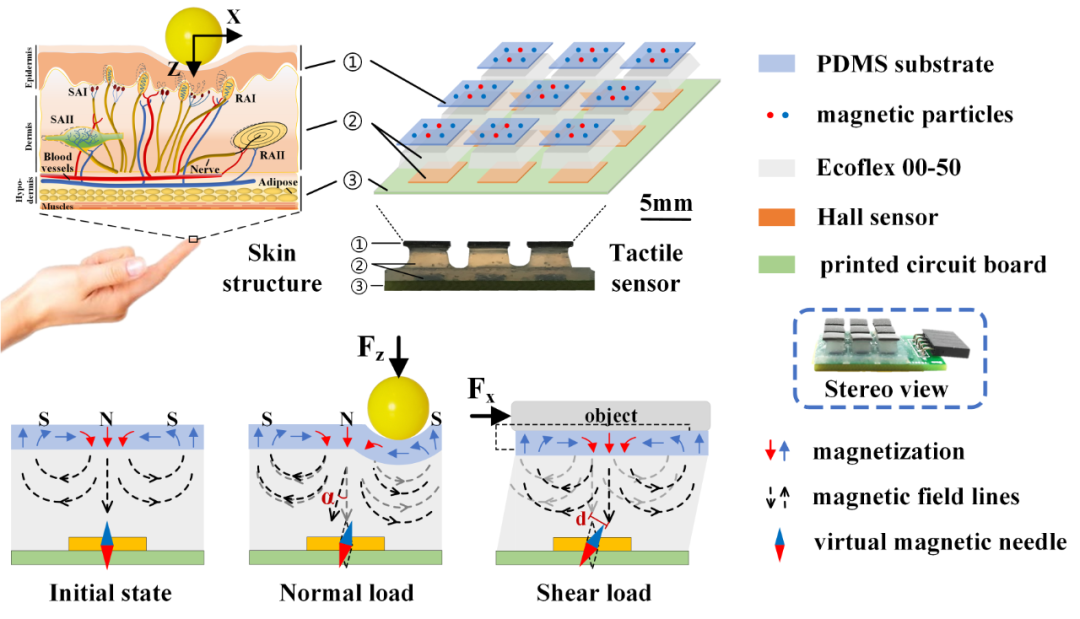 香港城大申亚京教授课题组与港大潘佳教授课题组合作《Sci. Robot.》：利用磁性薄膜制备自解耦和超分辨率的机器人触觉皮肤
